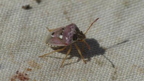 Stagonomus bipunctatus pusillus